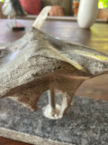 La Manta Religiosa – Sculpture originale raie manta par l'artiste mauricien DC Studio